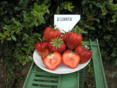 Jahody - sazenice 25ks - odrůda ELSANTA