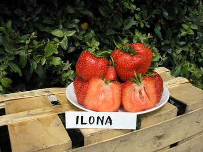 Jahody - sazenice 25ks - odrůda ILONA