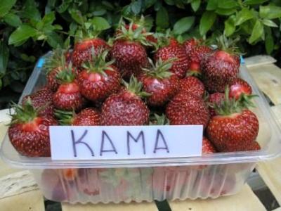 Jahody - sazenice 25ks - odrůda KAMA