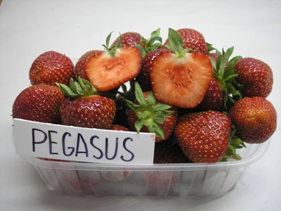 Jahody - sazenice 25ks - odrůda PEGASUS
