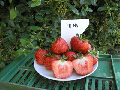 Jahody - sazenice 25ks - odrůda PRIMA