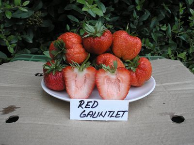 Jahody - sazenice 25ks - odrůda RED GAUNTLET