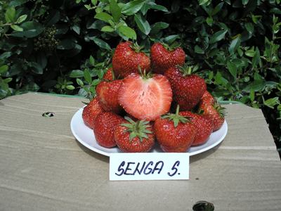 Jahody - sazenice - odrůda SENGA SENGANA