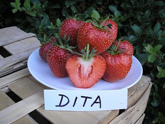 Jahody - sazenice - odrůda DITA