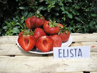 Jahody - sazenice 25ks - odrůda ELISTA