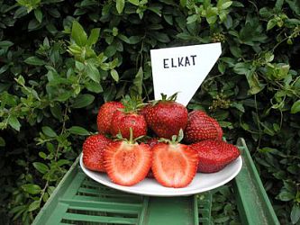 Jahody - sazenice 25ks - odrůda ELKAT