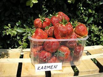 Jahody - sazenice 25ks - odrůda KARMEN