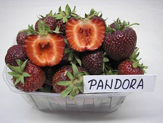 Jahody - sazenice 25ks - odrůda PANDORA