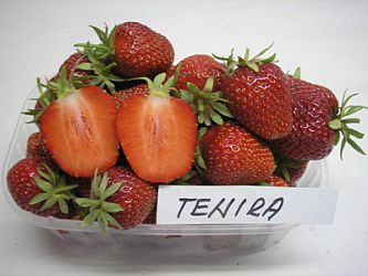 Jahody - sazenice 25ks - odrůda TENIRA