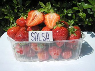 Jahody - sazenice 25ks - odrůda SALSA